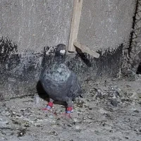 کرباتی کاکلی