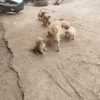 توله سگ پا کوتاه