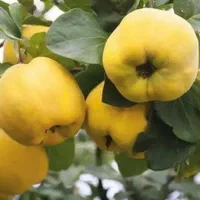 فروش عمده و جرئی انواع نهال میوه|خدمات باغبانی و درختکاری|کرج, برغان|دیوار