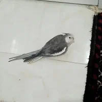 عروس هلندی گم شده