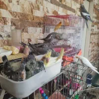 فروش عروس هلندی