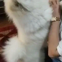 سگ نژاد چاوچاو