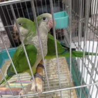 جوجه راهب سبز  نرمه خور و دون خور