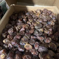 خرما ضایعات