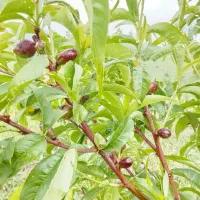 باغ شلیل گیلاس بارده