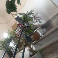 تعدادی گل|گل و گیاه طبیعی|هشتگرد, شهرک گلخانه|دیوار