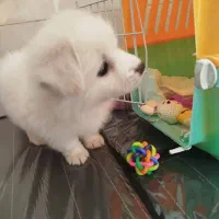 سگ خانگی|سگ|تاکستان, |دیوار