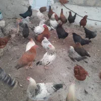 مرغ محلی|حیوانات مزرعه|یاسوج, |دیوار