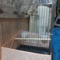 قفس بزرگ. کاسکو و عروس هلندی