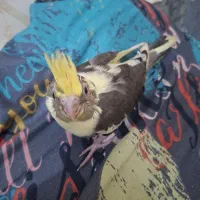 جوجه سرلاکی عروس