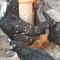 مرغ وخروس محلی اصیل وگلین|حیوانات مزرعه|مرودشت, نقش رستم|دیوار