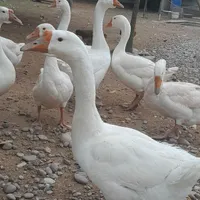 قو غاز|حیوانات مزرعه|رشت, بازار|دیوار