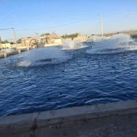 نگهبان استخر