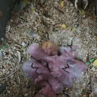 مولدطوطی برزیلی رنگ خاص با 5 جوجه|پرنده|کرمان, |دیوار