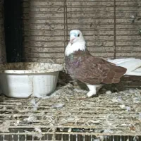 کبوتر آخرت جنس نسل برتر