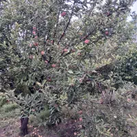 سیب زرد ، قرمز ، سبز