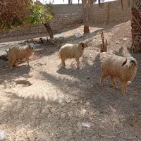 گوسفندبره درسوسنگرد