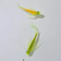 ماهی ، زبرا دانه ای ۳۵ تومن