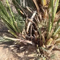 شادگان روستای دریسیه