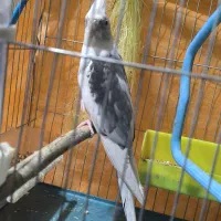 «جفت عروس هلندی مولد خاص(نر دوکت آلبینوکمیاب|پرنده|باوی, |دیوار