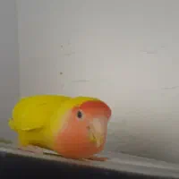 طوطی برزیلی