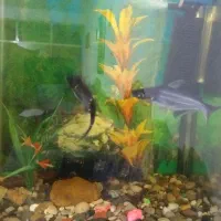 آکواریوم حلالی|ماهی|نسیمشهر, |دیوار