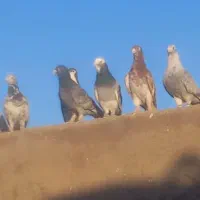 کفتر پرشی|پرنده|نیشابور, حقیه|دیوار