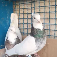 کفتر|پرنده|مشکیندشت, |دیوار