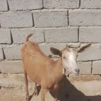 بزسانن
