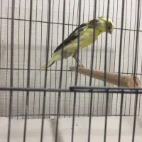 عرضه قناری نر و ماده و لوازم و ملزومات|پرنده|تهران, اسکندری|دیوار