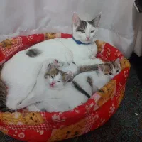 واگذاری تعدادی بچه گربه