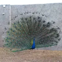 طاووس نر مصری