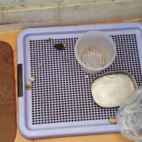 سگ شیتزو سفید|سگ|گنبد کاووس, |دیوار