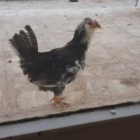 خروس چهار ماهه گلین