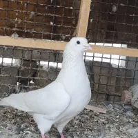 کفتر سفید مهر و پرشی تهرانی