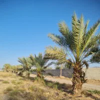 فروش نخل چندساله وثمری