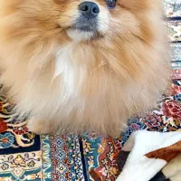 پامر خرسی جنسیت نر عقیم نشده|سگ|پردیس, فاز ۵|دیوار