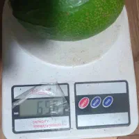 میوه آووکادو|خوردنی و آشامیدنی|تنکابن, |دیوار