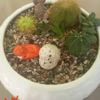 دیش گاردن های زیبا|گل و گیاه طبیعی|جهرم, |دیوار