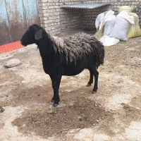 یک راس میش آبستن جوان.بره نر چاق هم موجود است