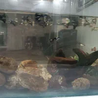 فروش ماهی گوپی تعداد حدود ۱۵۰