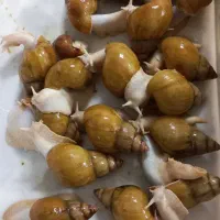 حلزون و خاویار وخاک کوکوپیت