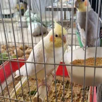 طوطی عروس نر ماده  مولد فروشی ماده لوتینو دستی|پرنده|بهبهان, |دیوار