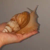 حلزون آچاتینا اسکارگو|آرایشی، بهداشتی، درمانی|میاندوآب, |دیوار