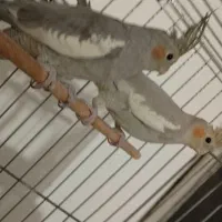 عروس هلندی جفت|پرنده|همدان, |دیوار