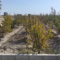 زمین باغ باغچه شهریار خادم اباد ۵۰۰ متری فوری|فروش زمین و ملک کلنگی|شهریار, رزکان|دیوار