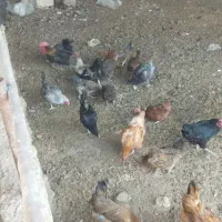 تعدادی مرغ و خروس محلی سالم سرحال|حیوانات مزرعه|شیراز, کرونی(خاتونک)|دیوار