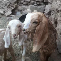 فروش  بزغاله پاکستانی
