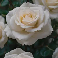 سرویس ادارات و شرکت ها