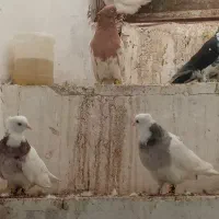 کفتر طوقی هفترنگ و سینه سفید|پرنده|بیرجند, |دیوار